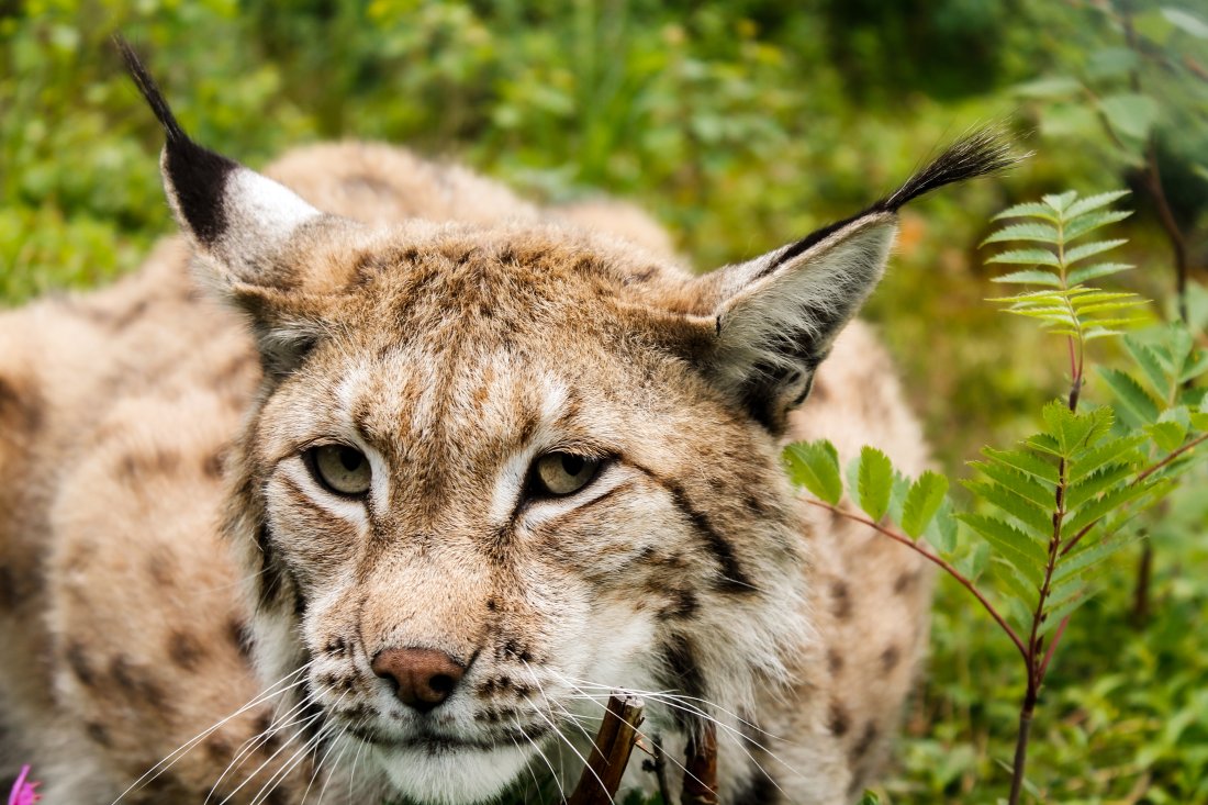 Bilde av en gaupe (lynx lynx) nært kamera i frodig grønt landskap