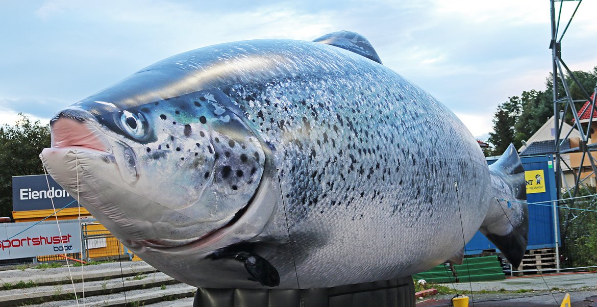 Det samme gjør den store laksen.